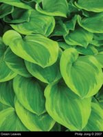 Green_Leaves_2007_Philip_Jong_medium