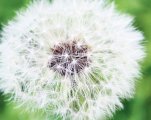 springallergies