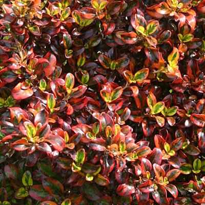 mirror-plant-0710-l 2 mirror-plant-0710-l 2
